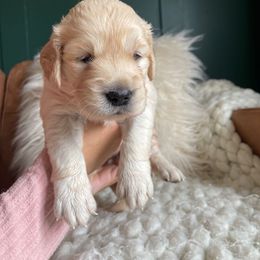 Golden Retriever Puppies from Bent Golden Retrievers