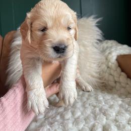 Golden Retriever Puppies from Bent Golden Retrievers