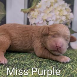 Miss Purple - Apricot female Goldendoodle puppy in Lebanon, Pennsylvania from Robertson's Retrievers and Doodles