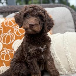 Wilson Family's Slice - Chocolate female Goldendoodle puppy in Norman, Oklahoma from Wilson Family Companions