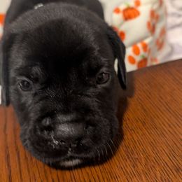 Black collar - Black male Cane Corso puppy in Va Beach, Virginia from Guardian Corso's