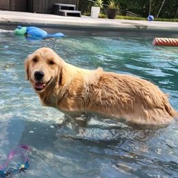 Golden Retrievers from Sam's Goldens