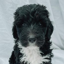 Bernedoodles from Doodles & Co. Breeding