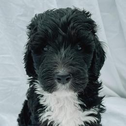 Bernedoodles from Doodles & Co. Breeding
