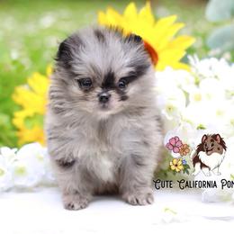 AKC Black Merle - Blue merle female Pomeranian puppy in Santa Rosa, California from Cute California Poms