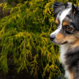 Toy Australian Shepherd Puppies from Tater Tails Toy Aussies
