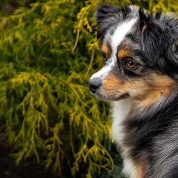 Toy Australian Shepherd Puppies from Tater Tails Toy Aussies