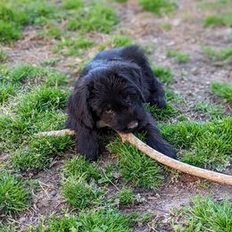Giant Schnauzer Puppies from Riesenschnauzers von Reh Bach