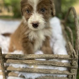 Girl 6 - Aussiedoodle puppy in Paint Rock, Alabama from Kotah’s Kennels