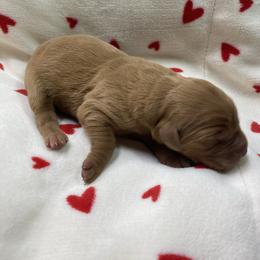 Grady - Dark golden male Golden Retriever puppy in Stigler, Oklahoma from Red MAX Golden Retrievers