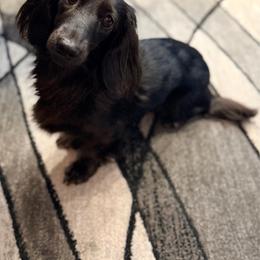 Belle - Dachshund