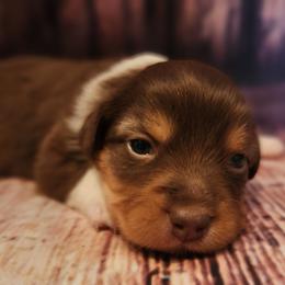 Sally - Red tri female Miniature Australian Shepherd puppy in Macomb, Missouri from Faunus Farms and Aussies