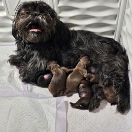 Girl 1 - Sable female Shih Tzu puppy in Picayune, Mississippi from Guillot Shih Tzu