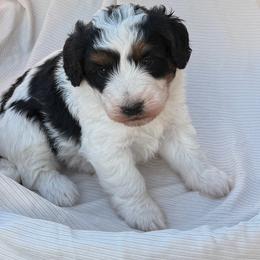 Boy 1 - Tri-color male Bernedoodle puppy in Amherst, Nebraska from Pile Family Goldendoodles