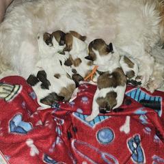 Cavatzu Puppies from Pulley Puppies