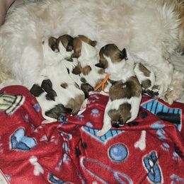 Cavatzu Puppies from Pulley Puppies