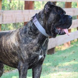 Bison - Cane Corso