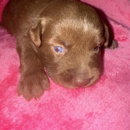 Regan - Red tri female Miniature Australian Shepherd puppy in Godley, Texas from Bradley Kennels
