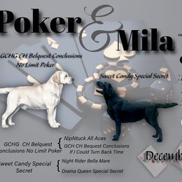 Labrador Retriever puppies from Lonestar Labradors C&E