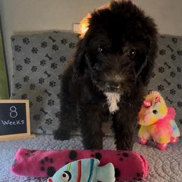 Liberty - Black and white female Sheepadoodle puppy in Glen Rose, Texas from Clevenger’s Sheepadoodle Fur Baby Farm