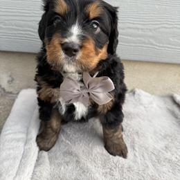 Bernedoodle Puppies from Suncrest Doodles