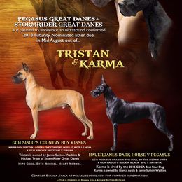 Great Dane All Grown Up from Pegasus Great Danes