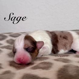 Sage - Sable merle and white female American Corgi puppy in Whitney, Texas from 5H Corgis