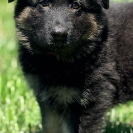Linguine - Bi-color male German Shepherd puppy in Corning, Ohio from Chapel Hill Shepherds