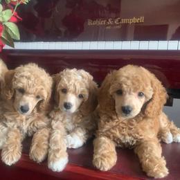 Poodle Puppies from Merrily Miniature Poodles