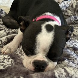 Rosie - Boston Terrier