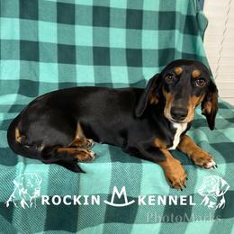 River - Dachshund