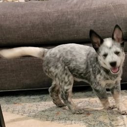 Australian Cattle Dog Puppies from Wood Haven Farm of SC