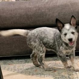 Australian Cattle Dog Puppies from Wood Haven Farm of SC