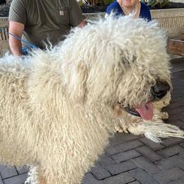 Hagrid - Komondor