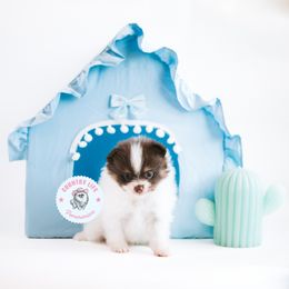 Pomeranian Puppies from Country Life Pomeranians