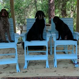 Golden Retrievers, Labrador Retrievers, and Spinoni Italiani from Belle Shain Kennels