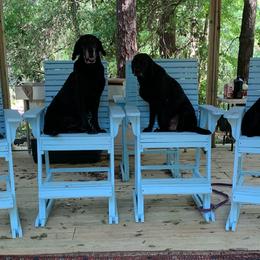 Golden Retrievers, Labrador Retrievers, and Spinoni Italiani from Belle Shain Kennels