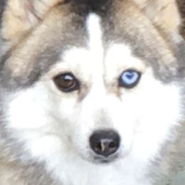 Grace - Pomsky