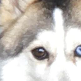 Grace - Pomsky
