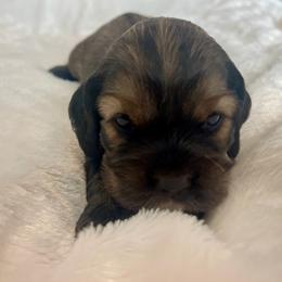 Cocker Spaniel Puppies from Jennifer Dees
