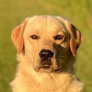 Gordie - Working Dog Cross