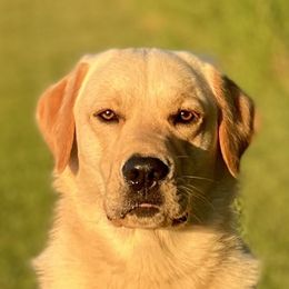 Gordie - Working Dog Cross