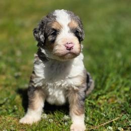Chili - Merle female Bernedoodle puppy in Shelton, Washington from NW Bernedoodles of Washington