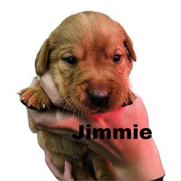 Jimmie - Yellow male Labrador Retriever puppy in Sidney, Nebraska from Nebraska Strong Labradors