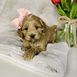 Rosie - Red and white female Cockapoo puppy in Lucas, Ohio from Willow Lane Puppy