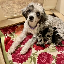 Aussiedoodle puppies from Good Shepherd Aussiedoodles