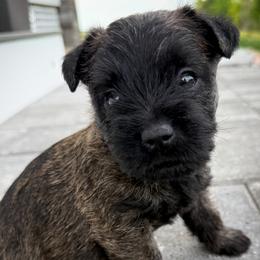 Woody - Black brindle male Cairn Terrier puppy in St. Joseph, Missouri from Stone & Thistle Cairn Terriers