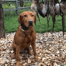 Dexter - Labrador Retriever