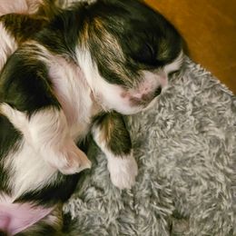 Lhasa Apso Puppies from Luv-N-Laughter Lhasa Apsos