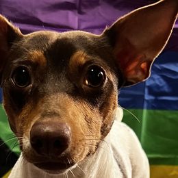 Alaskan Huskies, Border Collies, Chinooks, and Teddy Roosevelt Terriers from Fun On The Run Kennel